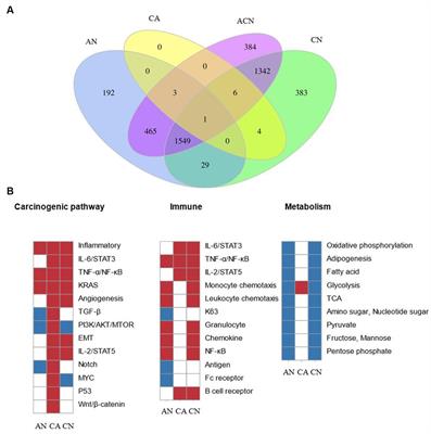 Transcriptome analysis of the adenoma–carcinoma sequences identifies novel biomarkers associated with development of canine colorectal cancer